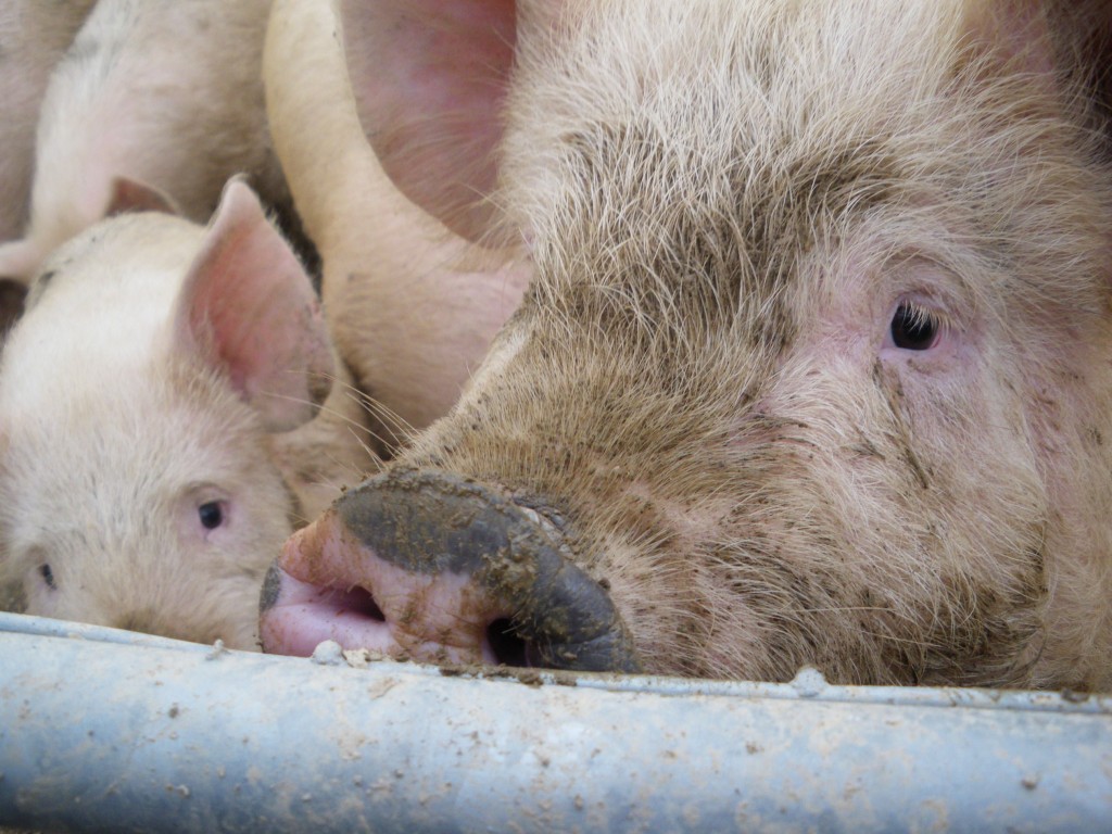  Spitting Pig Wales